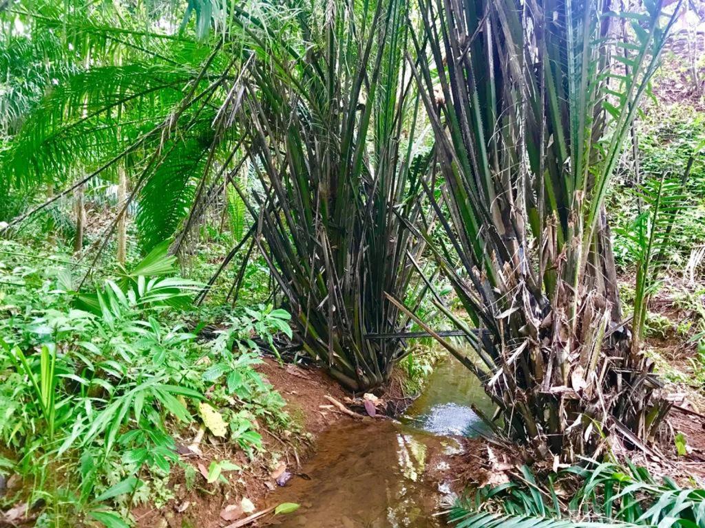 El Pulpo Safari Lodge أوخوتشال المظهر الخارجي الصورة